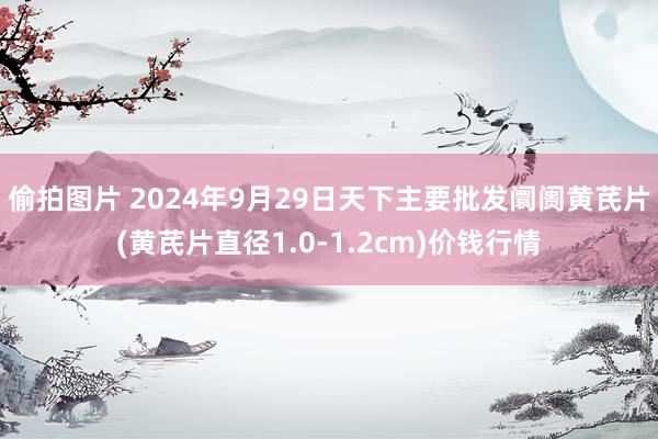 偷拍图片 2024年9月29日天下主要批发阛阓黄芪片(黄芪片直径1.0-1.2cm)价钱行情