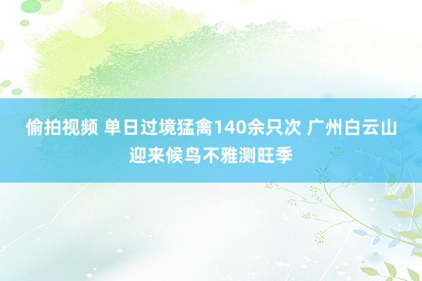 偷拍视频 单日过境猛禽140余只次 广州白云山迎来候鸟不雅测旺季