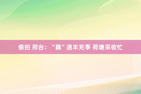 偷拍 邢台：“藕”遇丰充季 荷塘采收忙