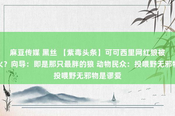 麻豆传媒 黑丝 【紫毒头条】可可西里网红狼被撞身一火？向导：即是那只最胖的狼 动物民众：投喂野无邪物是谬爱